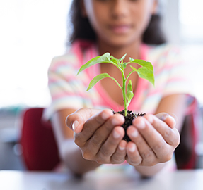 Student holding up a seedling grown in classroom